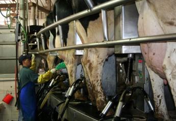 Clinical mastitis costs the dairy industry millions of dollars of lost milk income and loss of cows due to the disease.