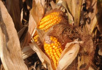 In The Cattle Markets: Prospective Plantings Bearish for Corn Prices