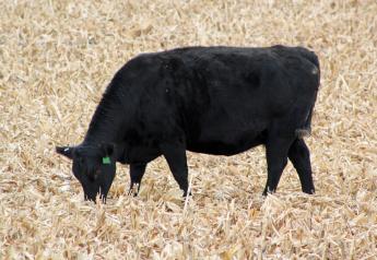 Will Crop Residue Utilization Affect Herd Expansion?