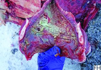 Post-Mortem of a Heifer on Feed: Answer