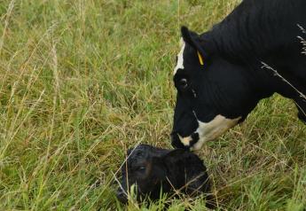Glen Selk: Lengthy, Difficult Births Adversely Affect Newborn Calves