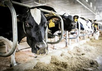 From birth onward, the School of Veterinary Medicine at the University of Wisconsin–Madison is at the forefront of developing medical care to keep dairy cows healthy.