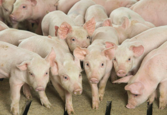 Cash Weaner Pig Prices Average $10.23, Down $5.86 Last Week