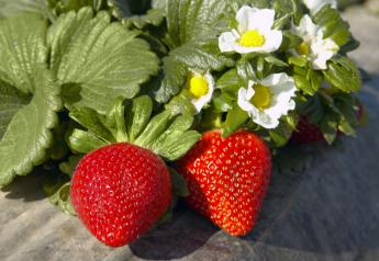 Low California strawberry f.o.b.s are making the berries a popular item to feature on retail ads.