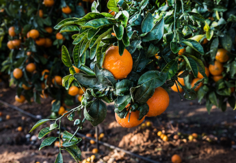 Strong Orri mandarin season in Israel brings shipments to East Coast