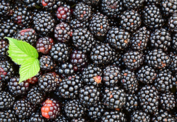 UPDATED: Hepatitis A outbreak linked to blackberries count increases
