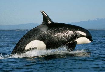Orcas are threatened by the decline in salmon populations.