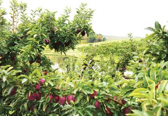 Eastern apple crop stable or down, depending on area