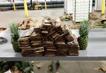 CBP finds cocaine hidden in pineapple shipment