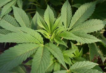 NAICC: Risk Is Most Important Factor In Growing Hemp