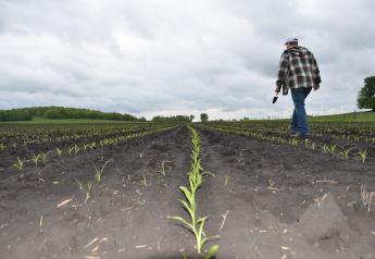 Will Corn Hit “Knee High” by the Fourth of July?