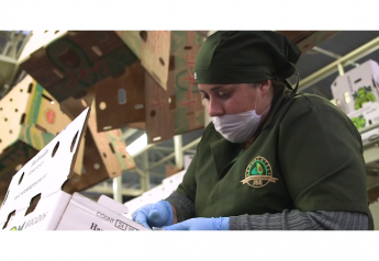 A video produced by TMD Creative for Del Rey Avocado focuses on the company's Fair Trade program, and features the Michoacan, Mexico, residents who grow and pack the fruit.