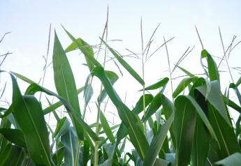 Corn Prices Heating Up, Hubbs Says