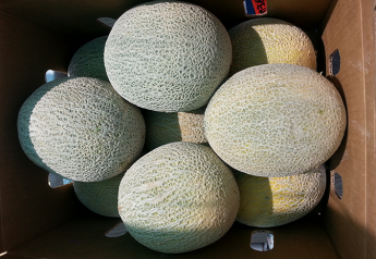 Dan Andrews Farms adds melon varieties 