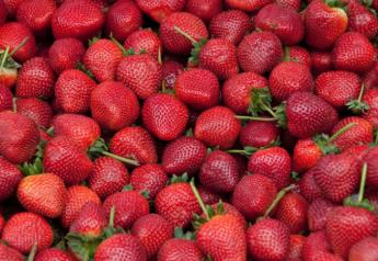 Florida strawberry volume growing after slow start
