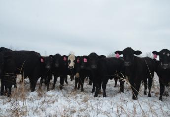 Stocker cattle