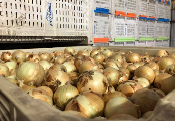 Val Verde Vegetable Co. boosts Mexican onions