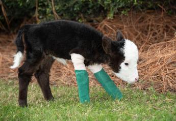 Lil’ Bill, Calf Born Premature Defies the Odds At Mississippi State