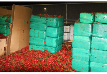 Tons of marijuana in load of peppers stopped at border