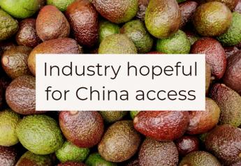 Avocado industry hopeful for access to China