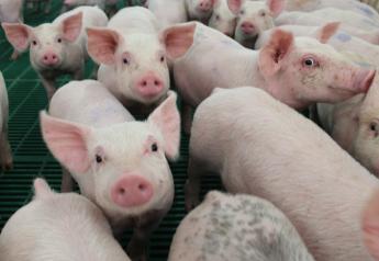 Specialty Proteins and Antibiotics in Nursery Pig Diets