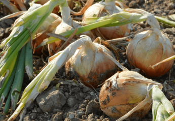 Extreme heat shouldn't hurt Idaho/E. Oregon onions