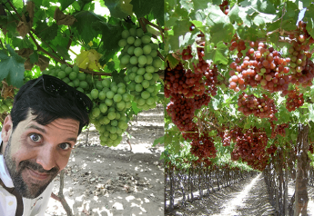 Organic grapes from Mexico continue to grow