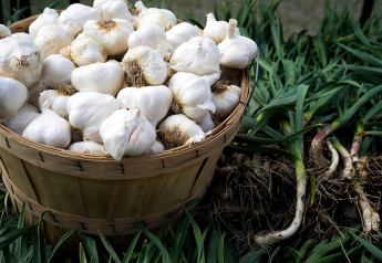 August’s Harvest touts garlic