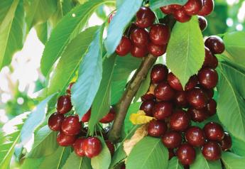 California’s cherry crop should be up slightly