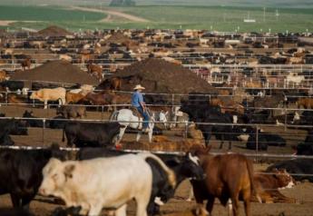 Green Plains Cattle Co. sells 50% interest.