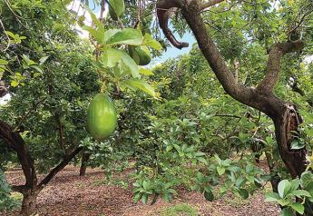 Good season underway for Florida avocado crop