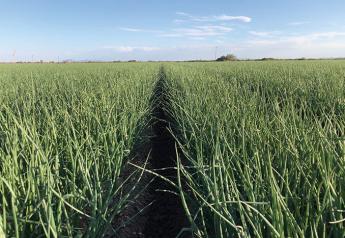 New Mexico onions — Building on exceptional 2019