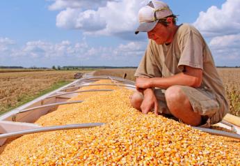 New Corn Eats Sun, Boosts Yield