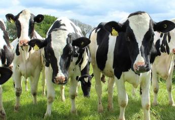 Grazing Dairy Heifers: Old is New Again