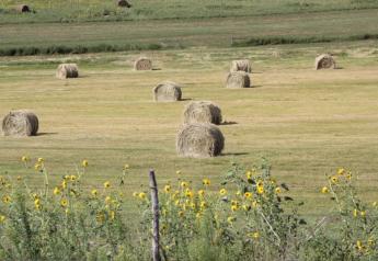 Tips on Quality Hay and Pasture for Beginning Farmers: Part 1 Quality