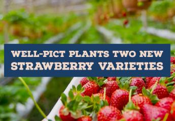 Well-Pict plants two new strawberry varieties