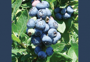 Blueberry growers look to modernize
