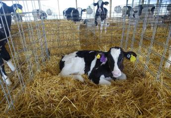 Consistency Rules in Preventing Abomasal Bloat in Calves