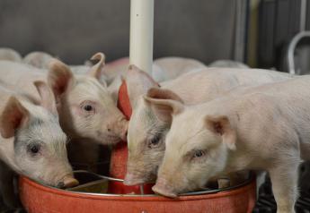 Pig Probiotics Prove Promising