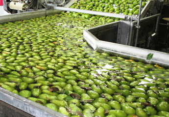 NW pear growers gearing up for large crop