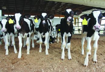 Dairy calves in group housing.