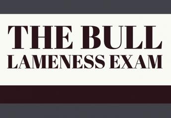 The Bull Lameness Exam