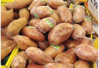 Sustainability’s a hot topic when it comes to sweet potato packaging