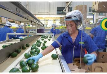 Volume up, prices down on Mexican avocados