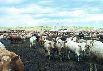 Presidential Candidate Wants To Ban Feedlots 
