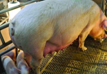 This is how you want sows to look after farrowing. Prolapses are the second leading known cause of sow deaths.