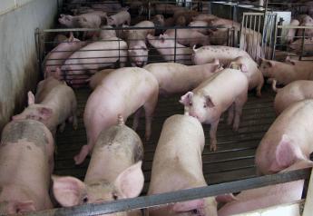Pig Farmers Adjust to Overcome Challenges Created by COVID-19
