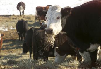 How Much Hay Will A Cow Consume? Estimate Your Winter Feed Needs