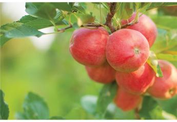 Organic fruit supply increases