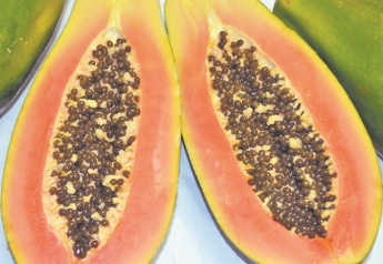 Mexico: salmonella link to imported papaya ‘premature’